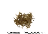 藏品(軟枝綠鋸苔)的圖片